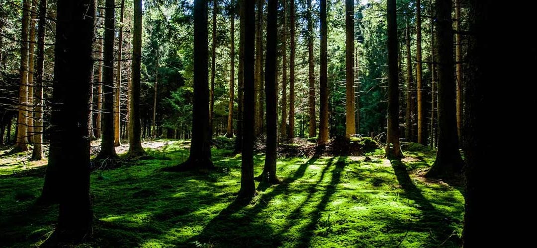 Clearing for Health & Well-Being, Part 5