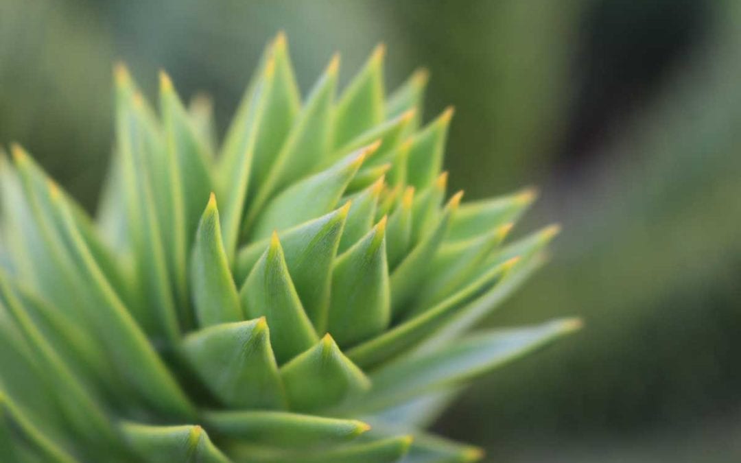 May 2017 Daily Reflection with Pretty Flower on How We Can Help