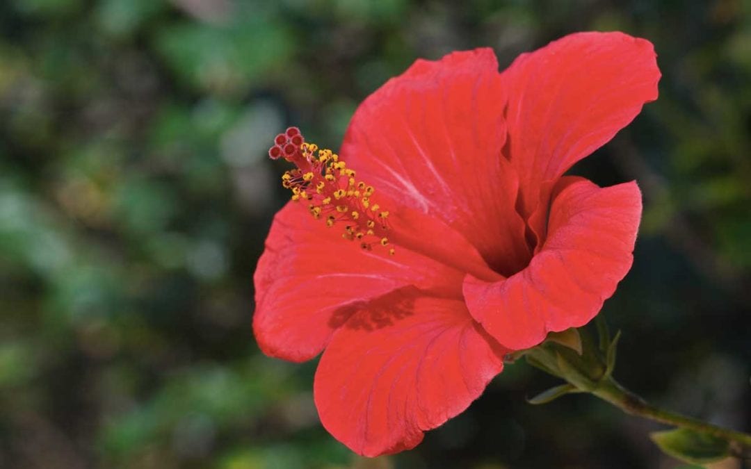 August 2017 Daily Reflection with Teacher!