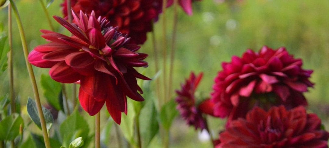 September 2017 Daily Reflection with New Teacher