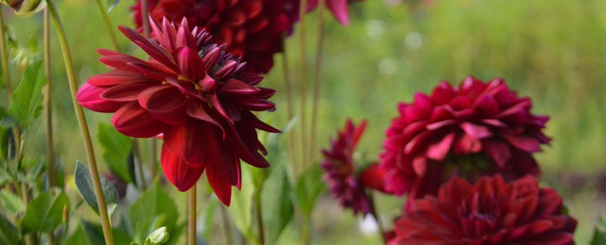 September 2017 Daily Reflection with New Teacher