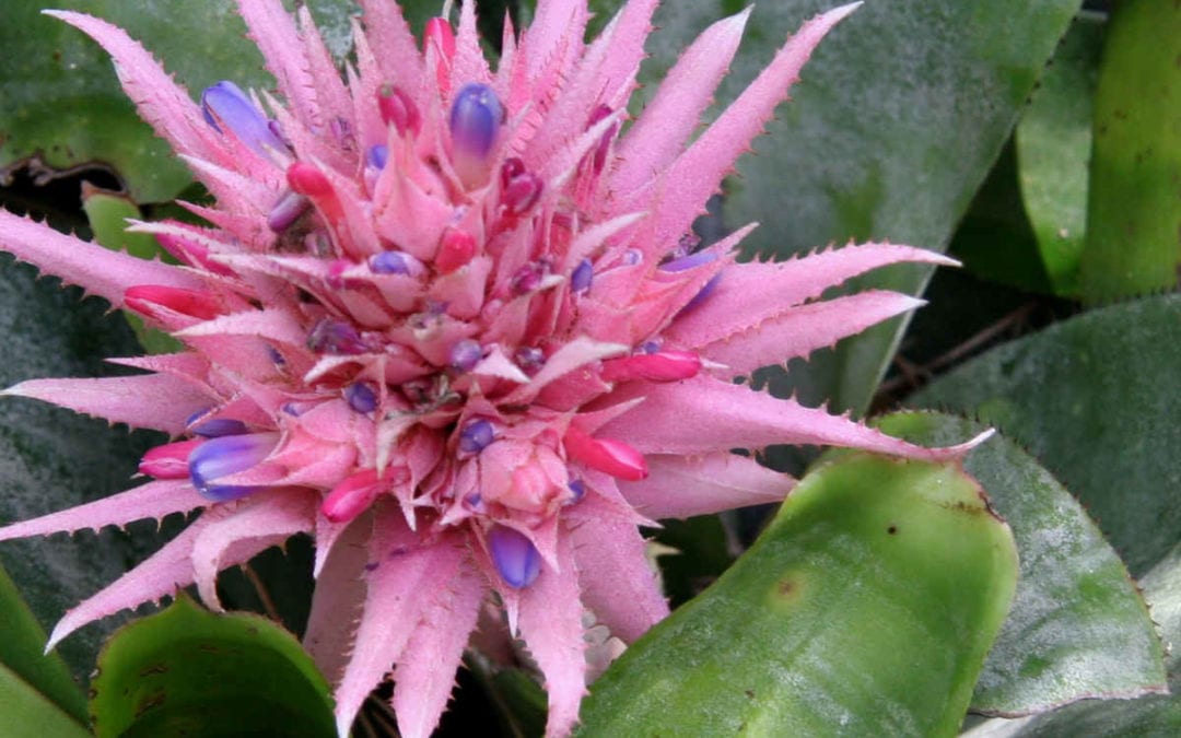 February 2018 Daily Reflection with Expanded Consciousness