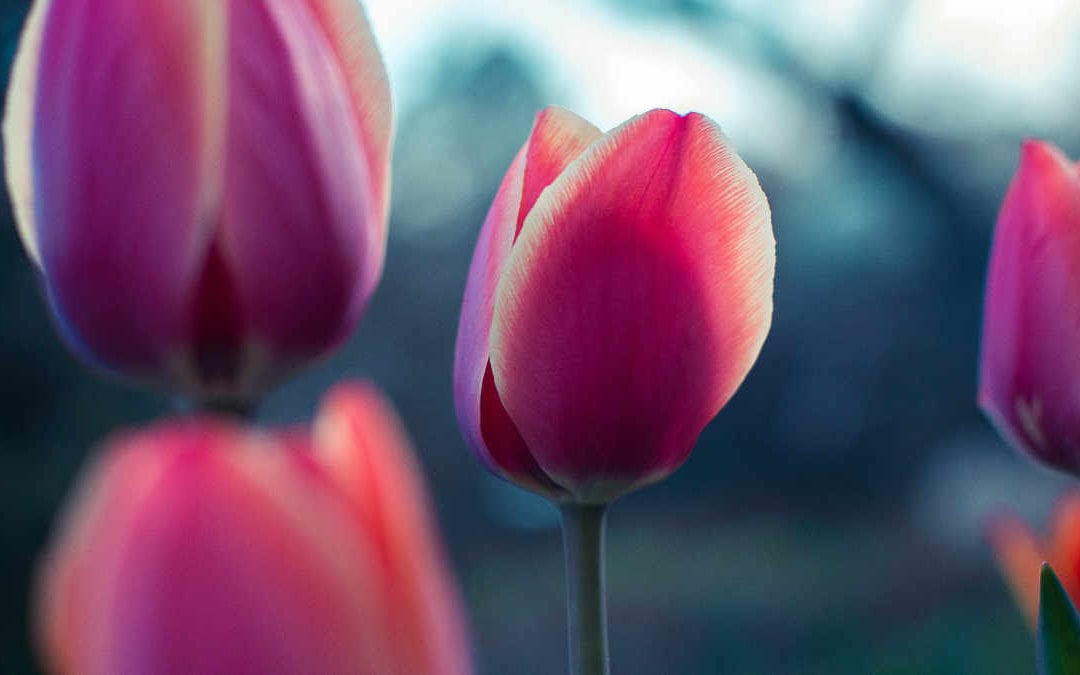 March 2018 Daily Reflection with Merlin