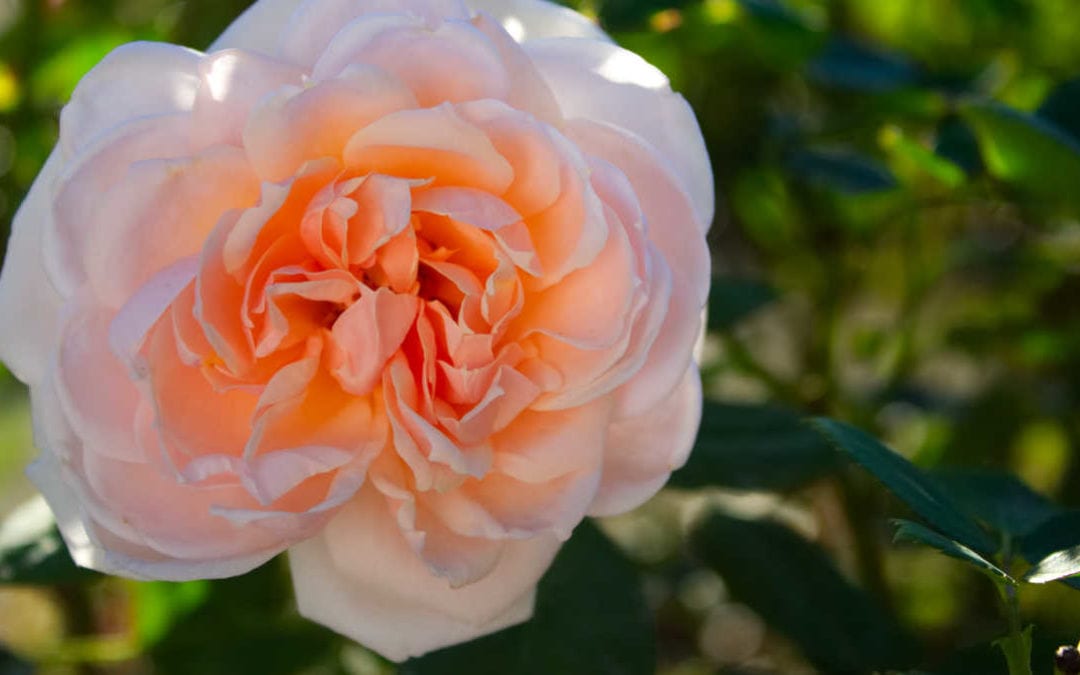 April 2018 Daily Reflection with Expanded Consciousness