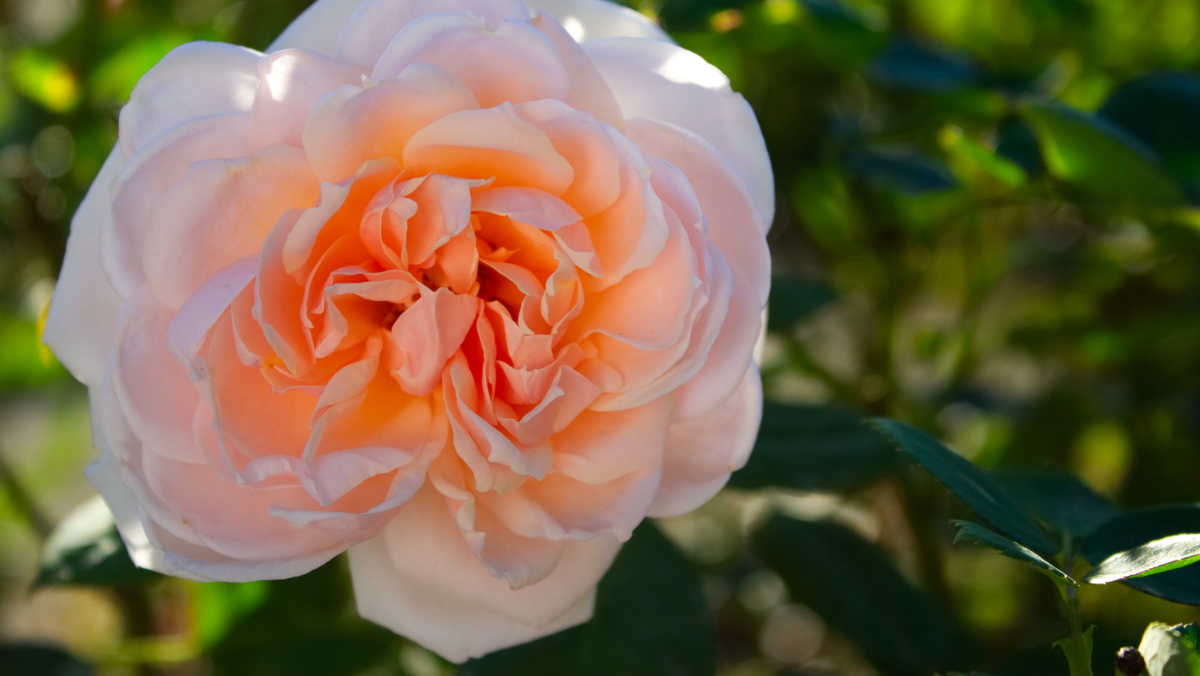 April 2018 Daily Reflection with Expanded Consciousness