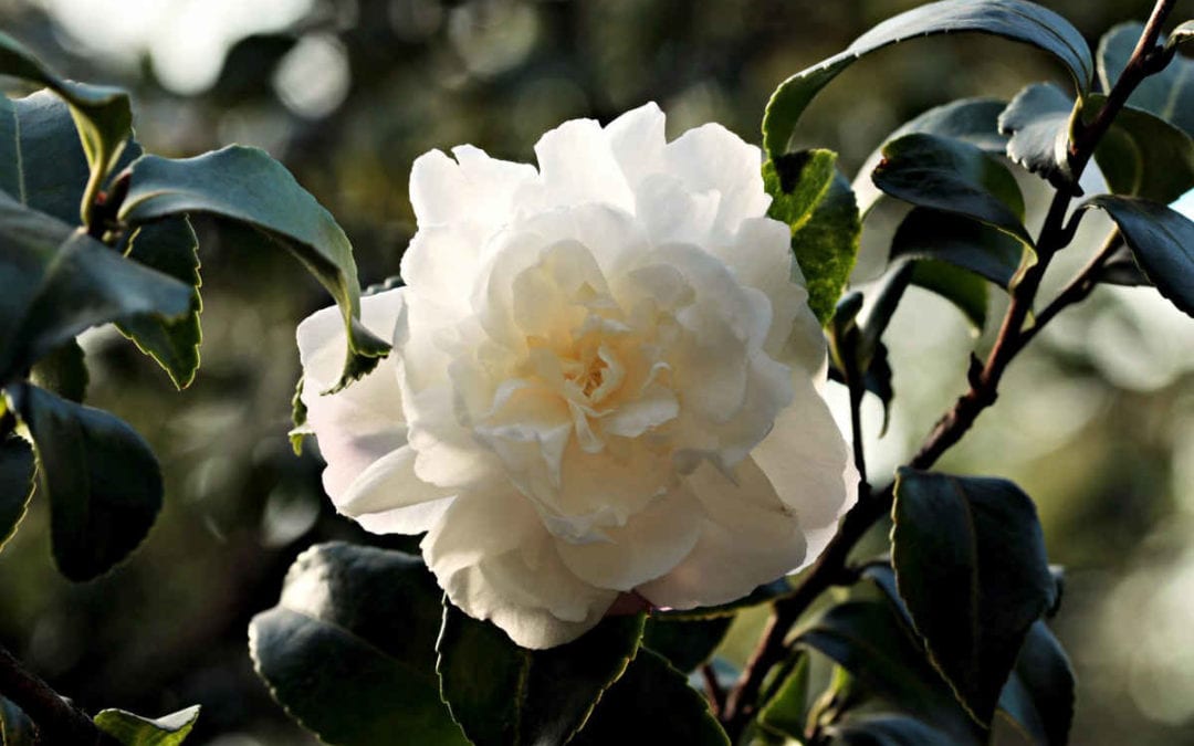 July 2018 Daily Reflection with Teacher