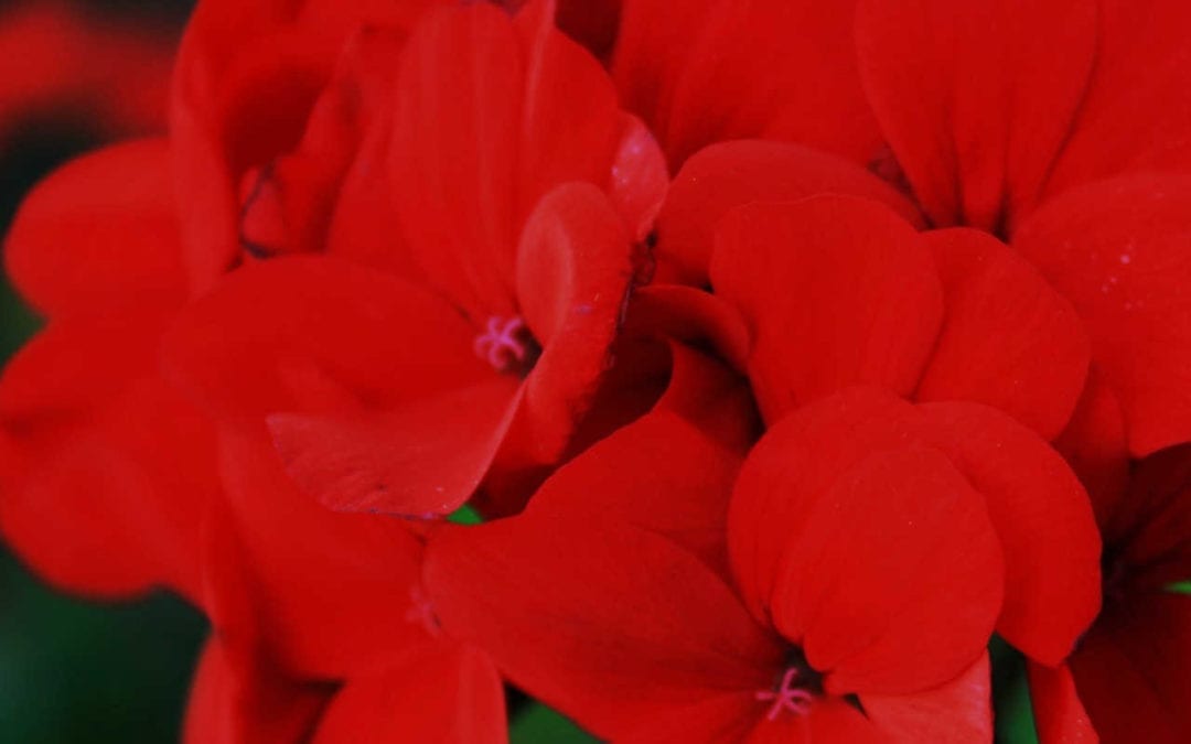 August 2018 Daily Reflection with Teacher