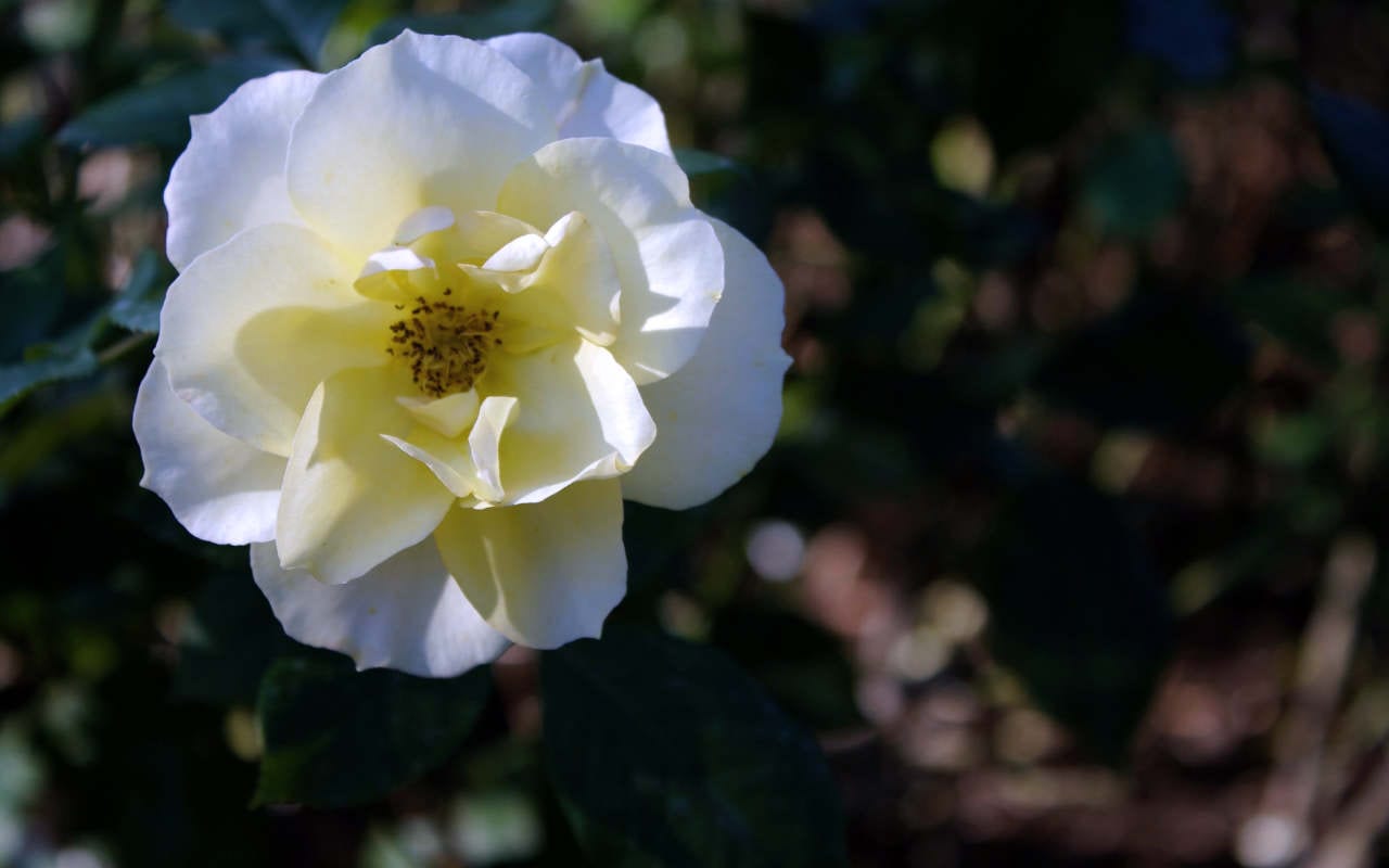 October 2018 Daily Reflection with Divine Mother