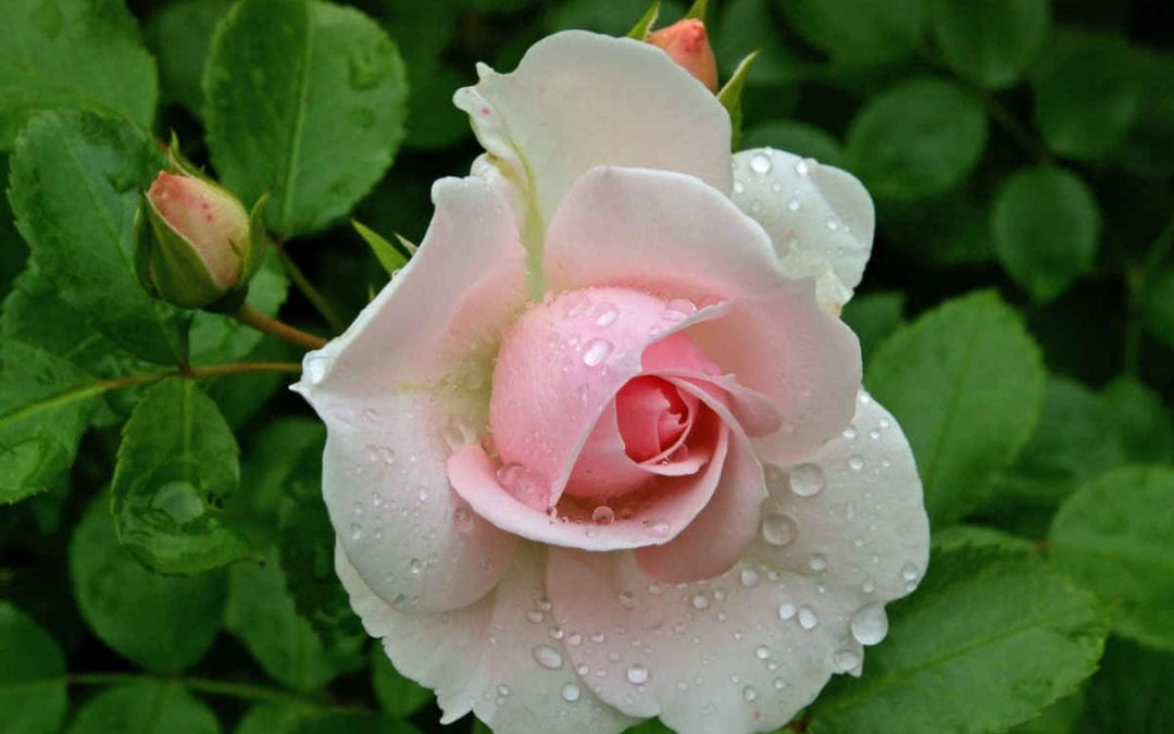 November 2018 Daily Reflection with Divine Mother