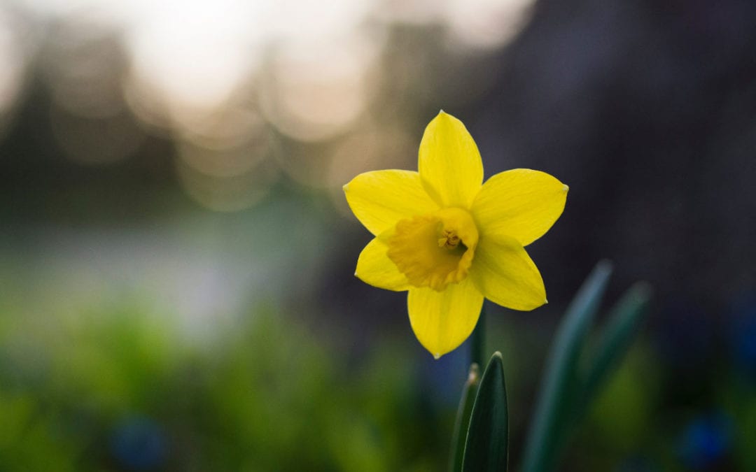 April 2019 Daily Reflection with Teacher