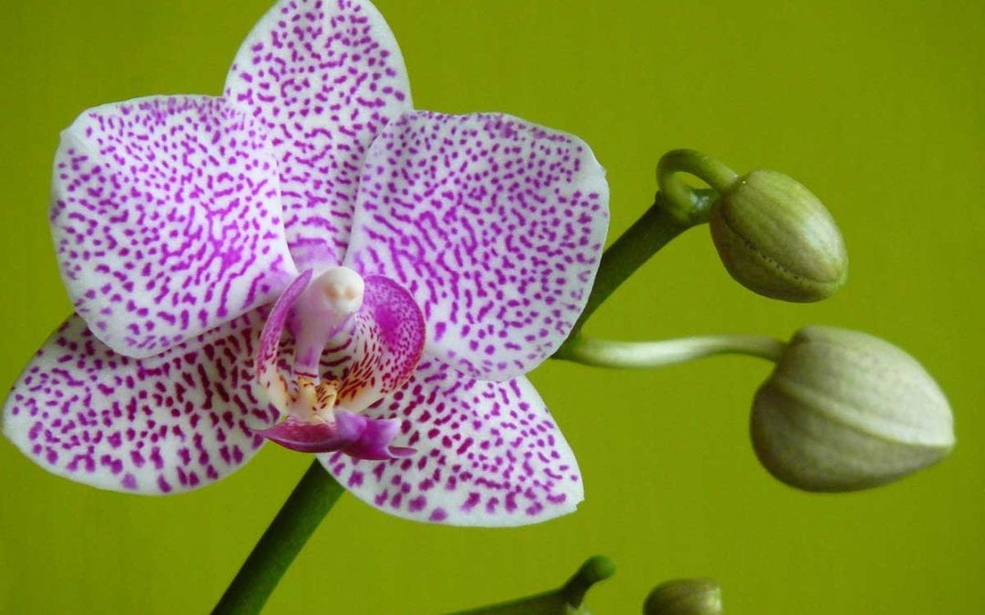 May 2019 Daily Reflection with Teacher