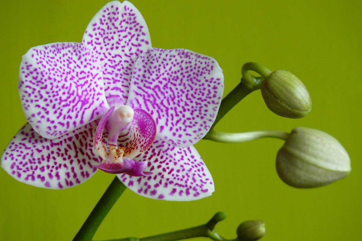 May 2019 Daily Reflection with Teacher