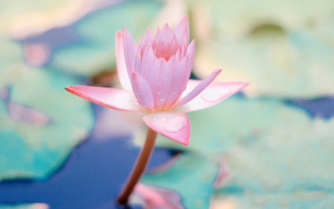 July 2019 Daily Reflection with Teacher