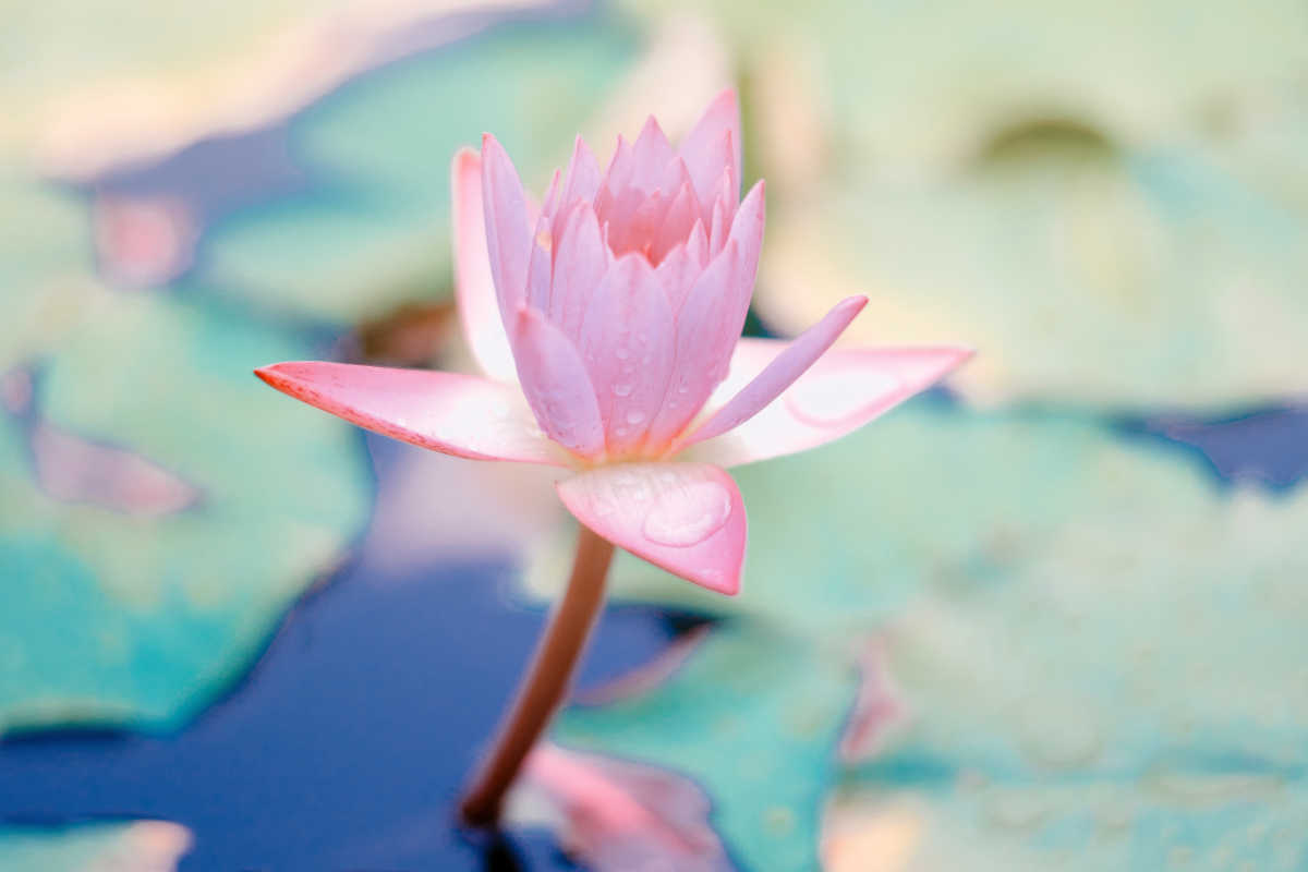 July 2019 Daily Reflection with Teacher