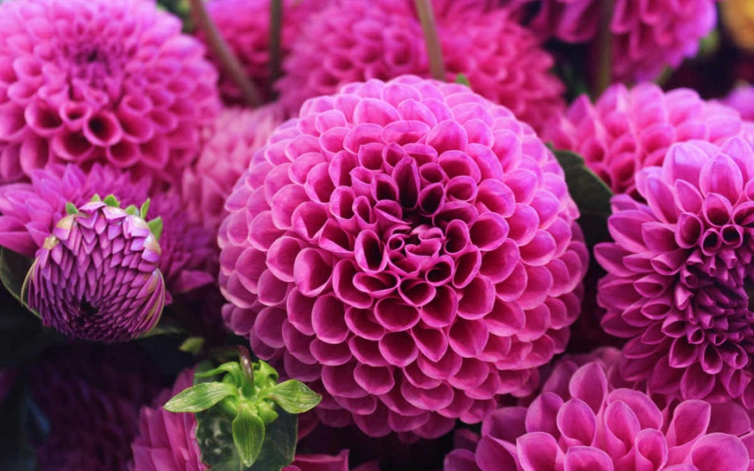 August 2019 Daily Reflection with Teacher