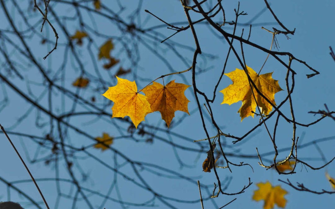 November 2019 Daily Reflection with Teacher