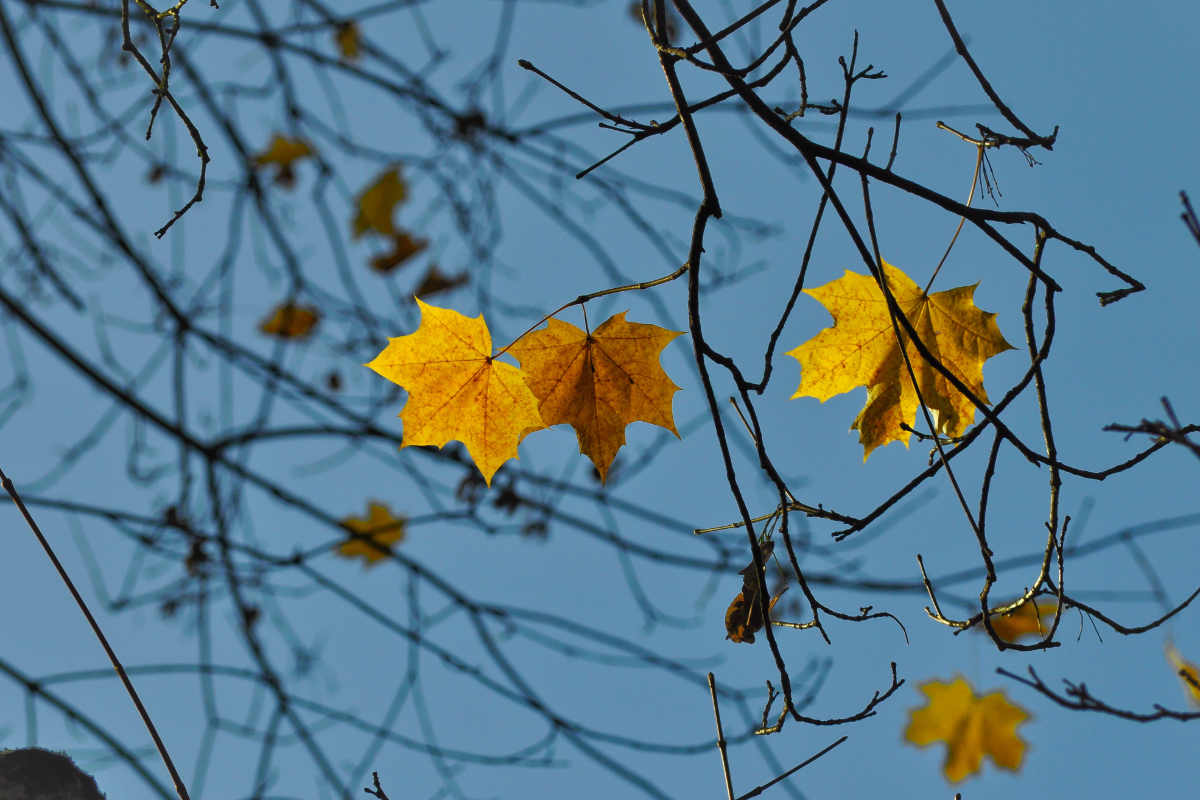 November 2019 Daily Reflection with Teacher