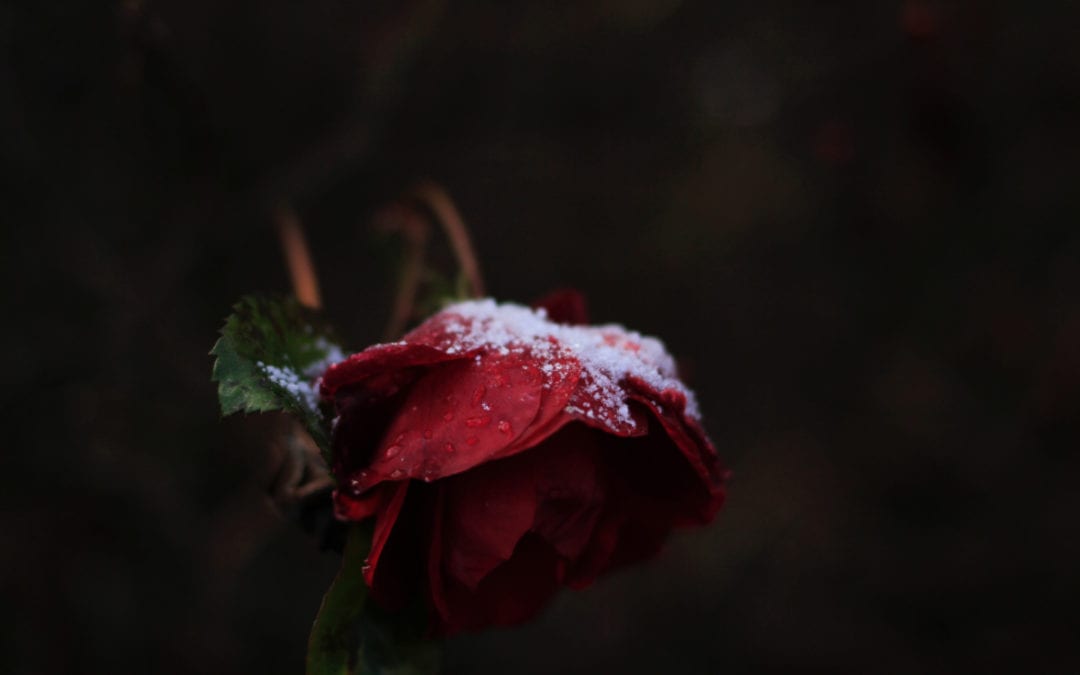 January 2020 Daily Reflection with Teacher