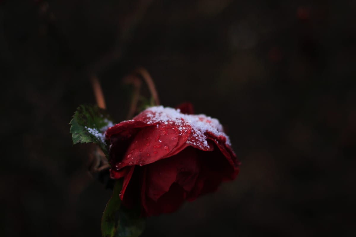 January 2020 Daily Reflection with Teacher