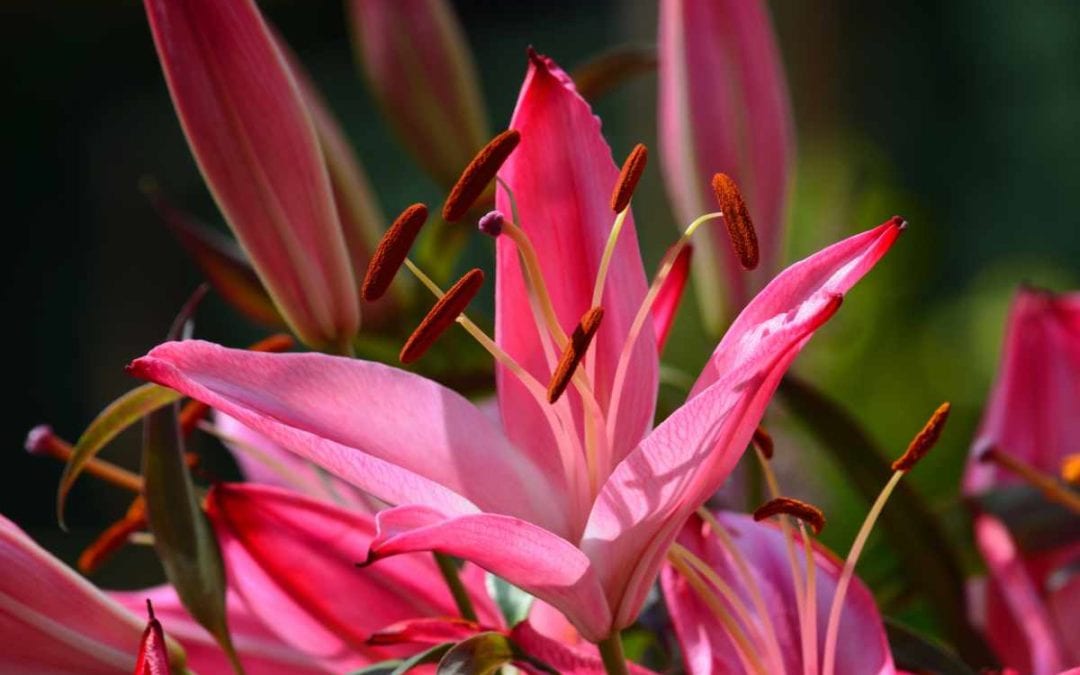 April 2020 Daily Reflection with Teacher