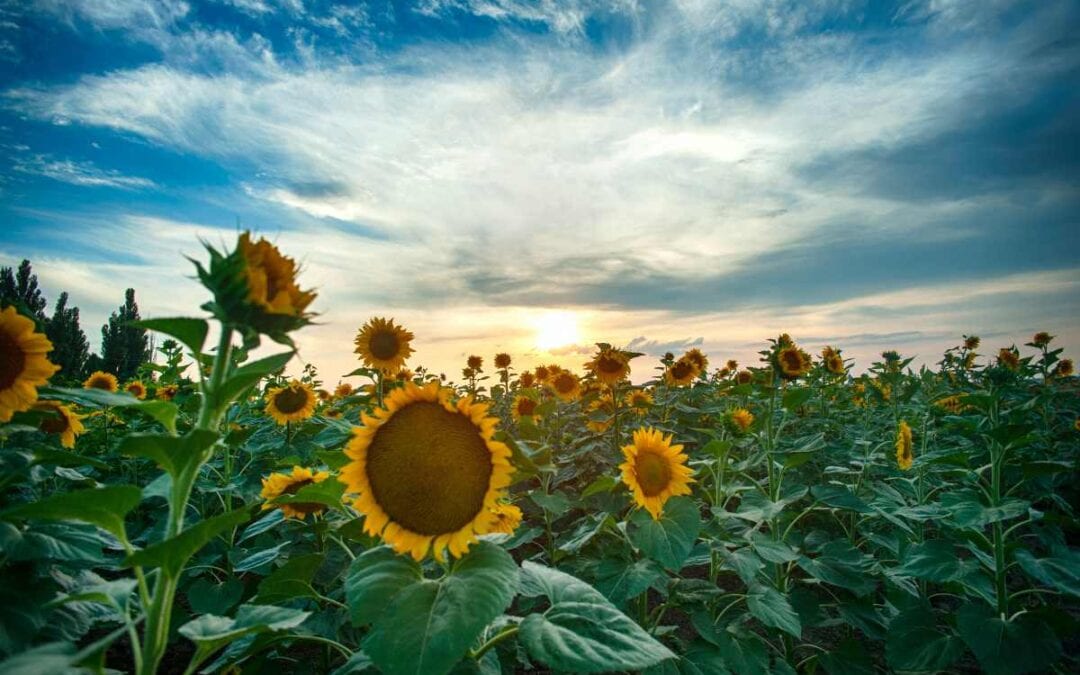 July 2020 Daily Reflection with Teacher