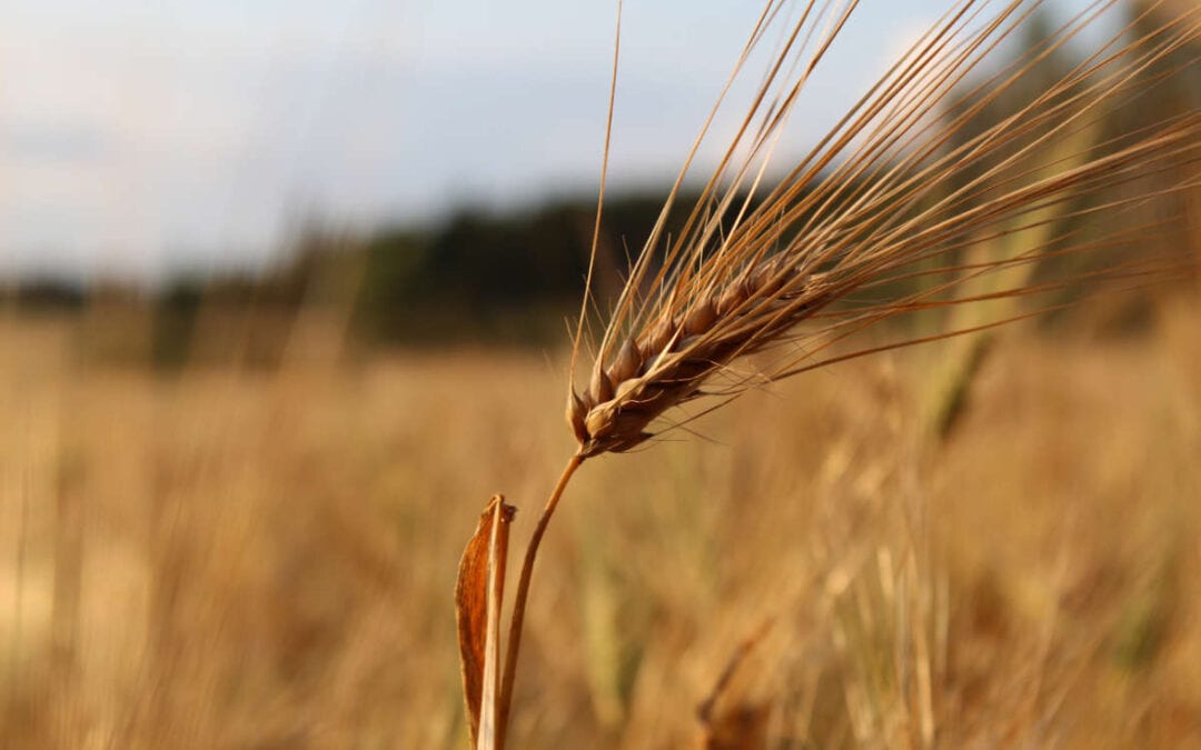 August 2020 Daily Reflection with Teacher