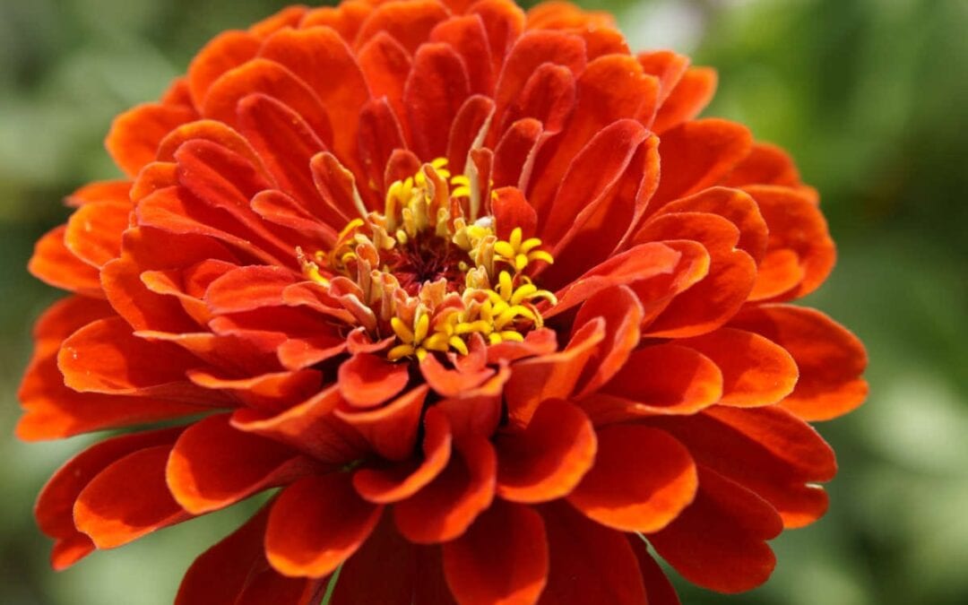 September 2020 Daily Reflection with Teacher