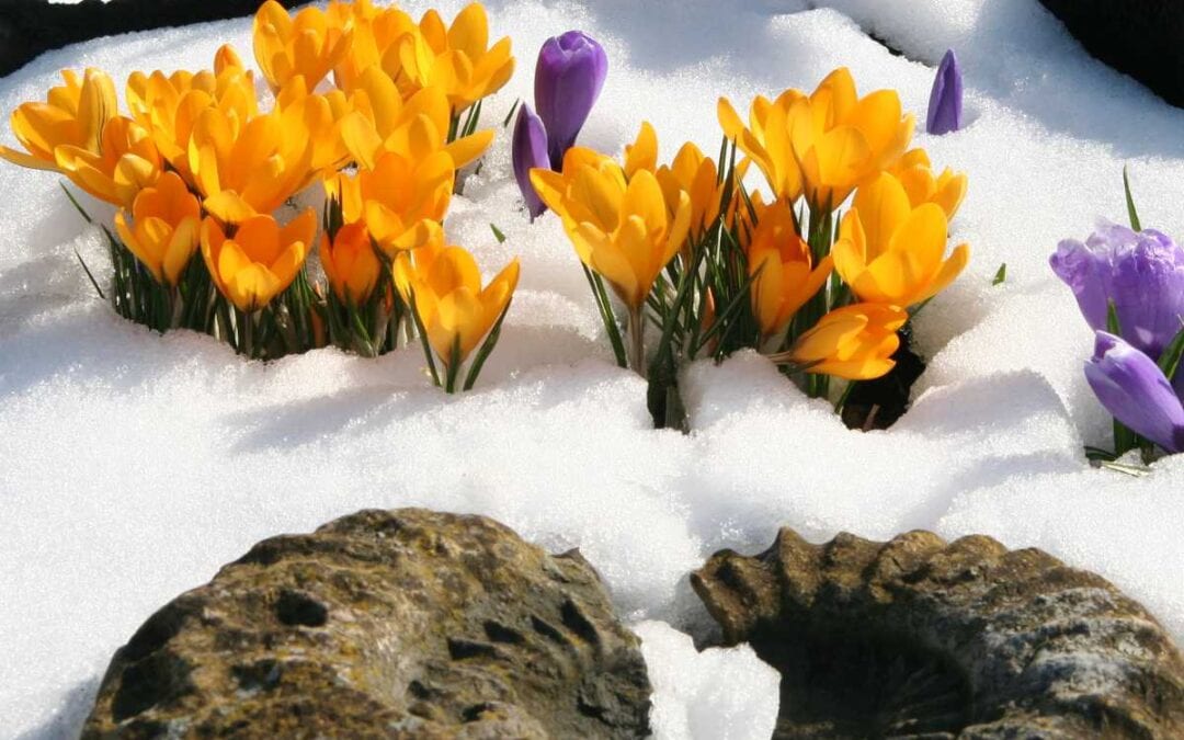 February 2021 Daily Reflection with Ancient One