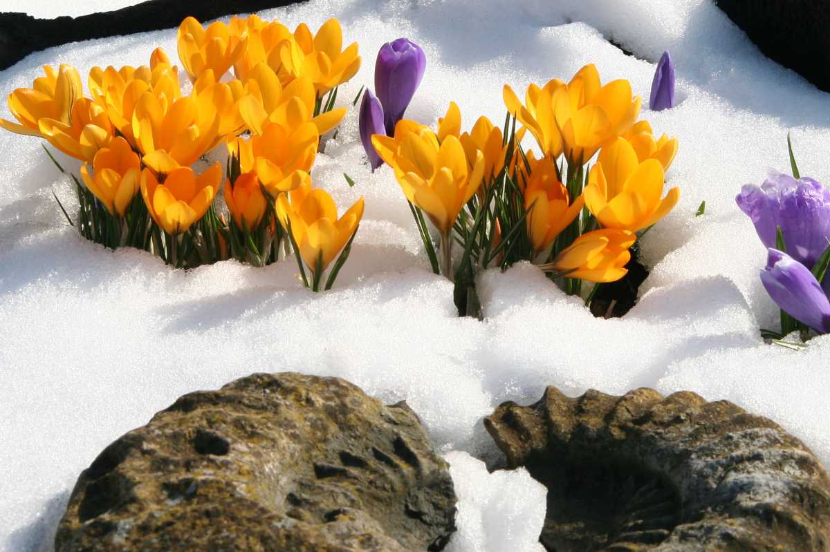 February 2021 Daily Reflection with Ancient One