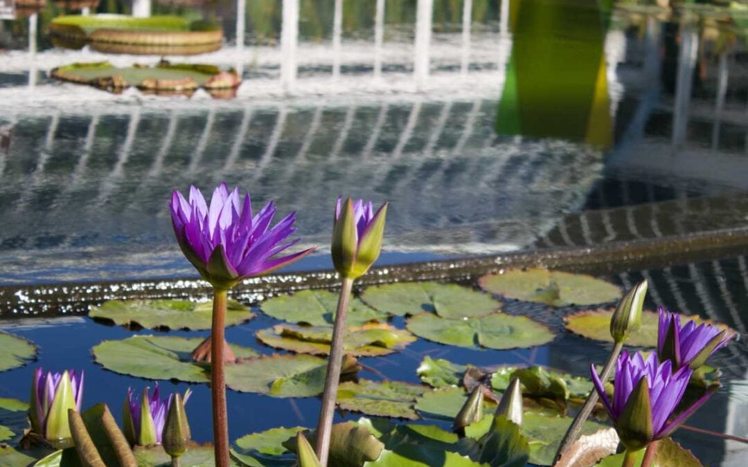 April 2021 Daily Reflection with Teacher