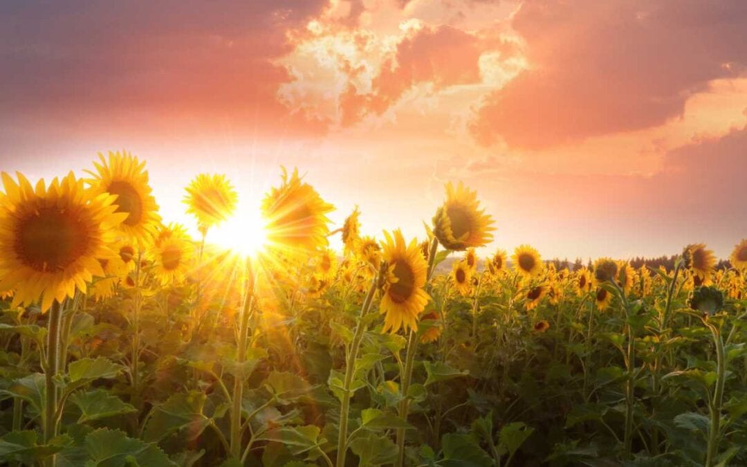 May 2021 Daily Reflection with Divine Mother