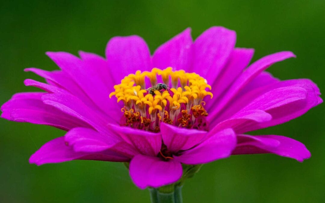 June 2021 Daily Reflection with Teacher