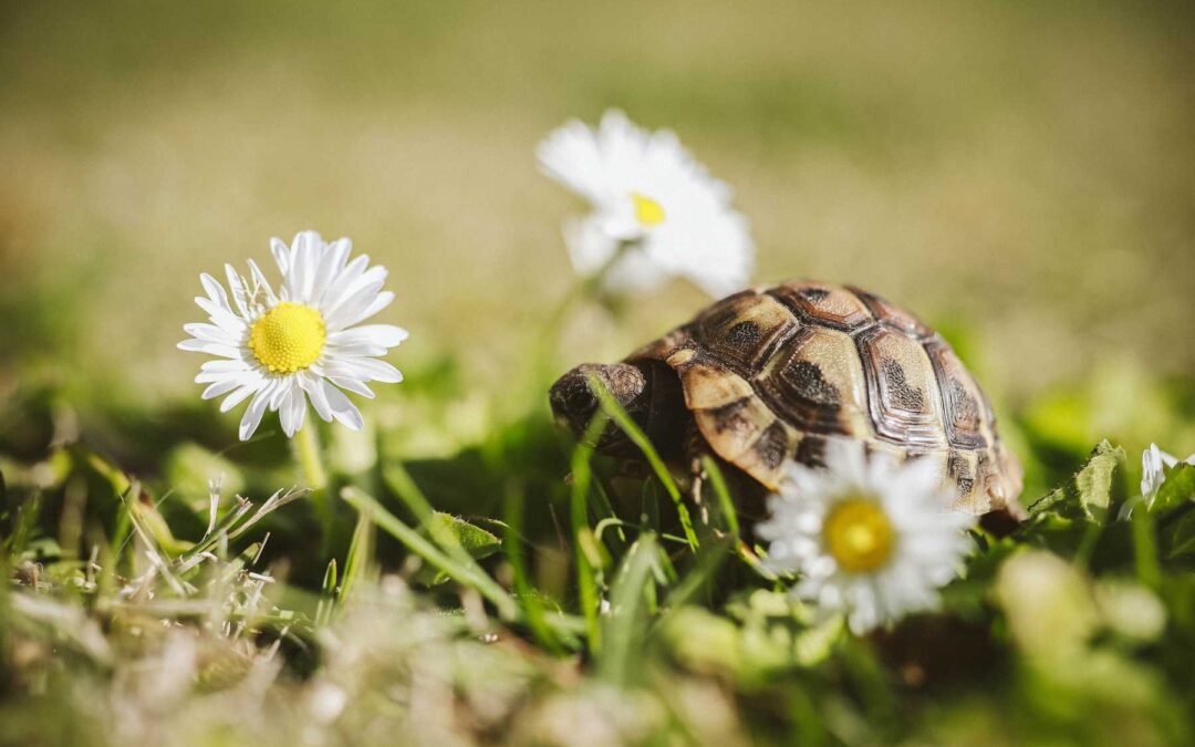 January 2022 Daily Reflection with Teacher