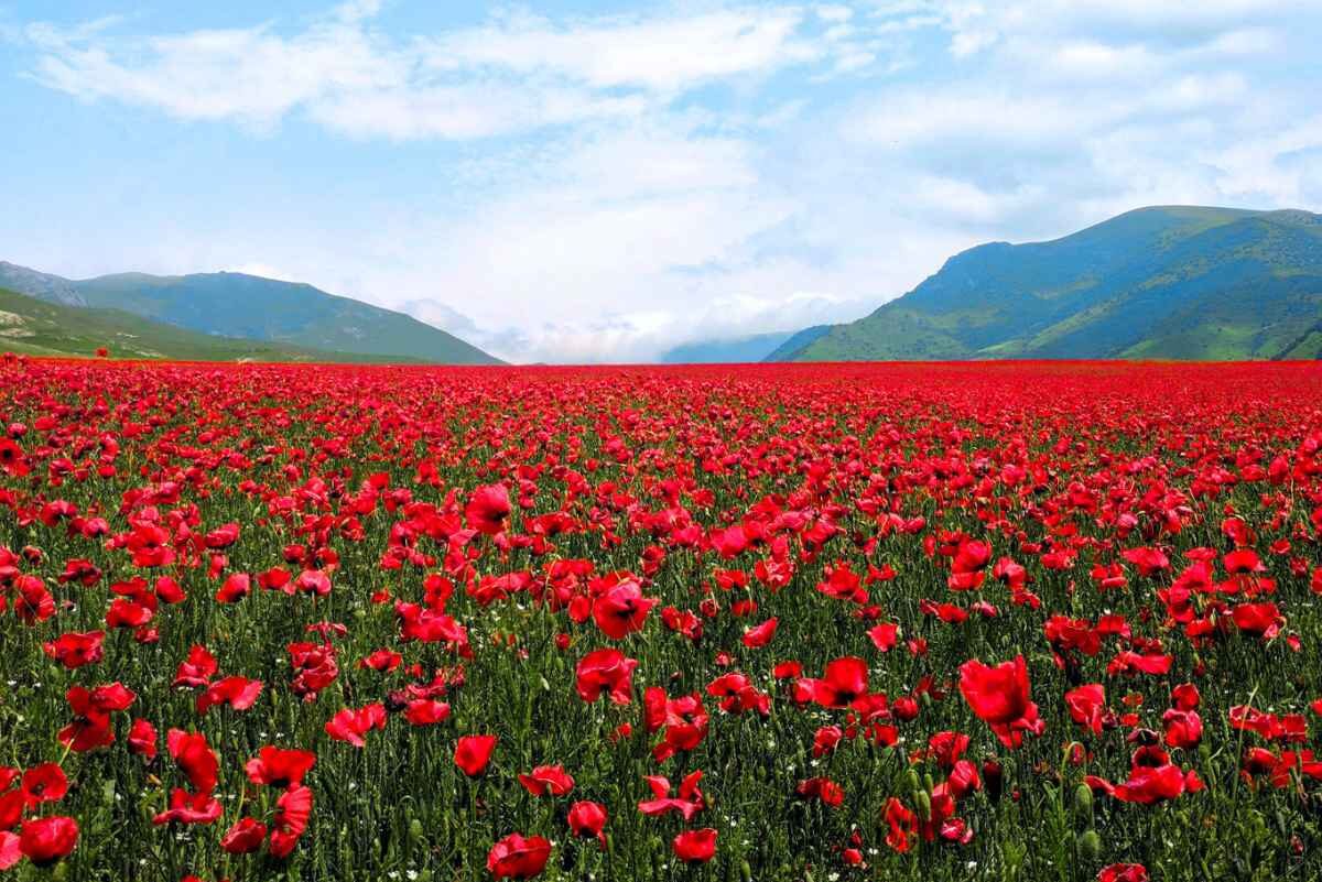 March 2022 Daily Reflection with Pretty Flower