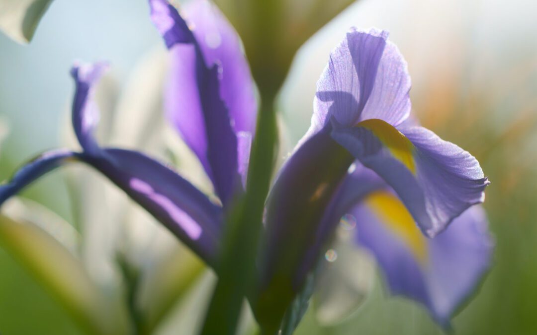 June 2022 Daily Reflection with Teacher