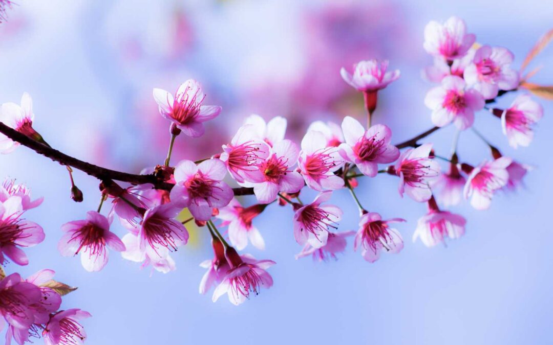 April 2025 Daily Reflection with Teacher